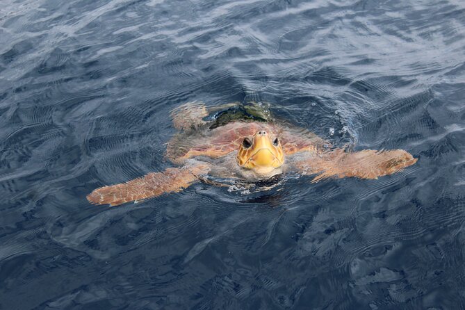 Tenerife Whale and Dolphin Cruise From Los Cristianos (Mar ) - Common questions