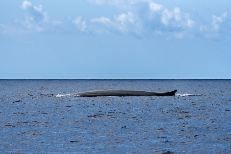 Terceira: Whale and Dolphin Watching in a Zodiac Boat - Directions