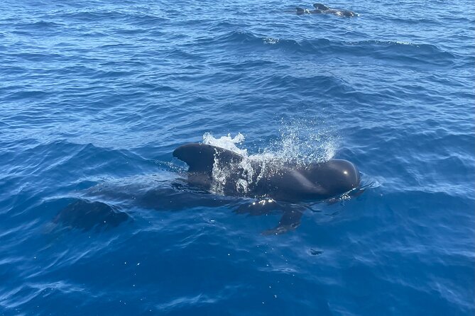 The Cookies: Whale and Dolphin Watching Yacht Excursion  - Tenerife - Common questions