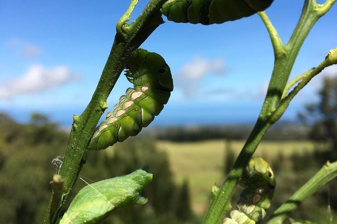 The Maui Butterfly Farm Tour! - Last Words