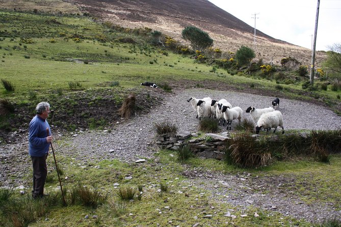 The Ring of Kerry Day Trip Including Killarney Lakes and National Park - Common questions