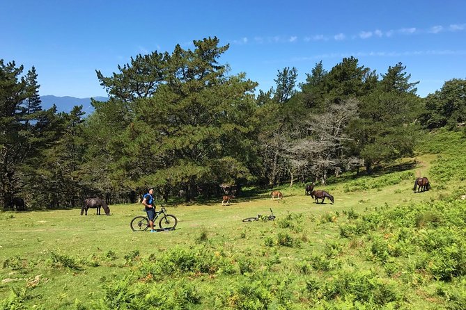 The Train Track Trail Mountain Bike Ride - Private Experience - Background