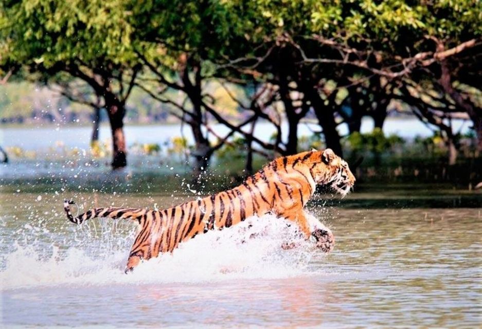 Three Days Jim Corbett National Park Tour - Highlights and Inclusions