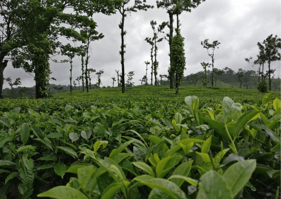 Touristic Highlights of Coorg (Guided Full Day Tour by Car) - Abbey Falls Exploration