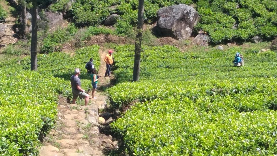 Trekking From Kandy to Ella - Common questions