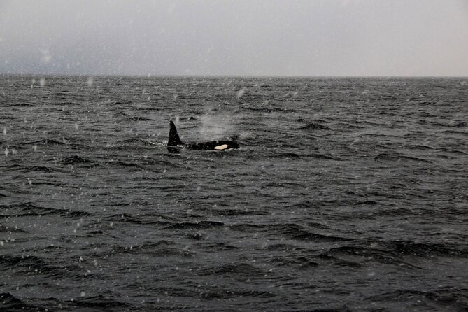 Tromso Full-Day Whale and Seabird Boat Tour to Skervoy - Expertise of the Skipper