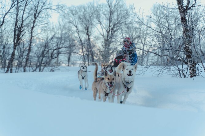 Tromso Guided Dogsledding Adventure (Mar ) - Additional Information