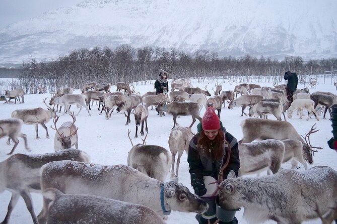 Tromsø Reindeer & Sami Culture Experience (Mar ) - Future Availability