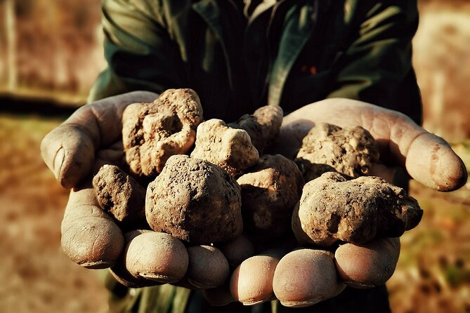 Truffle Hunting and Barolo Tasting Tour in the Alba Area - Common questions