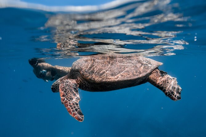 Turtle Canyon Snorkel (Semi Private Boat Tours) - Additional Tour Information