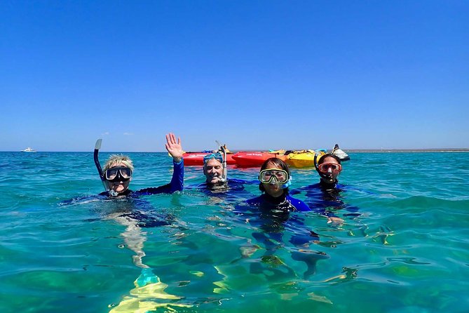 Turtle Tour - Ningaloo Reef Half Day Sea Kayak and Snorkel Tour - Equipment and Wildlife Encounters