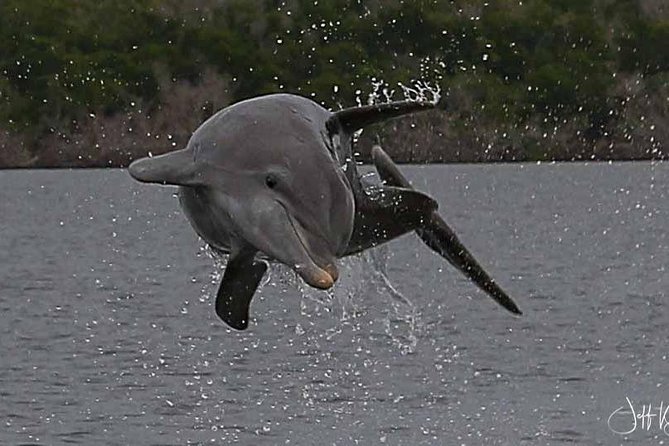 Two-Hour Everglades National Park Dolphin, Birding and Wildlife Boat Tour - Customer Reviews Insights