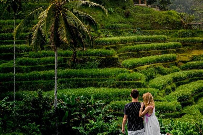 Ubud DayTrip : Monkey Forest - Rice Terrace - Jungle Swing - Water Temple - Tour Itinerary