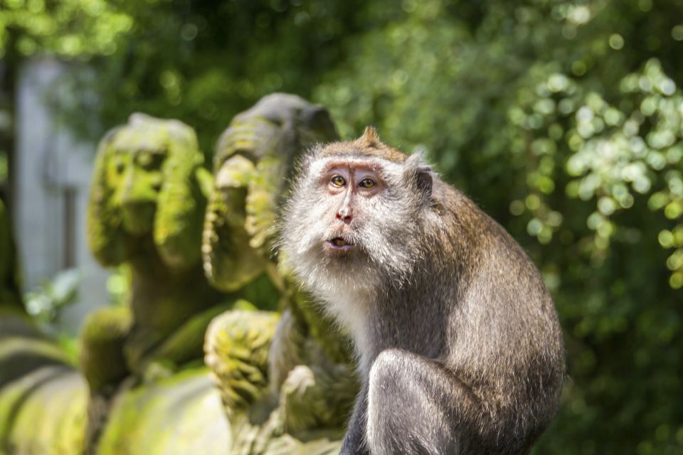 Ubud: Monkey Forest, Rice Terrace & Tanah Lot Private Tour - Common questions