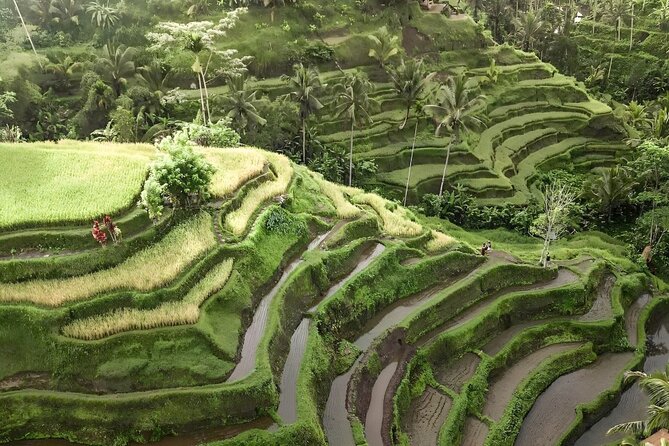 Ubud Tour With Sacred Monkey Forest Sanctuary - Waterfall - Rice Terrace - Must-Try Local Cuisine