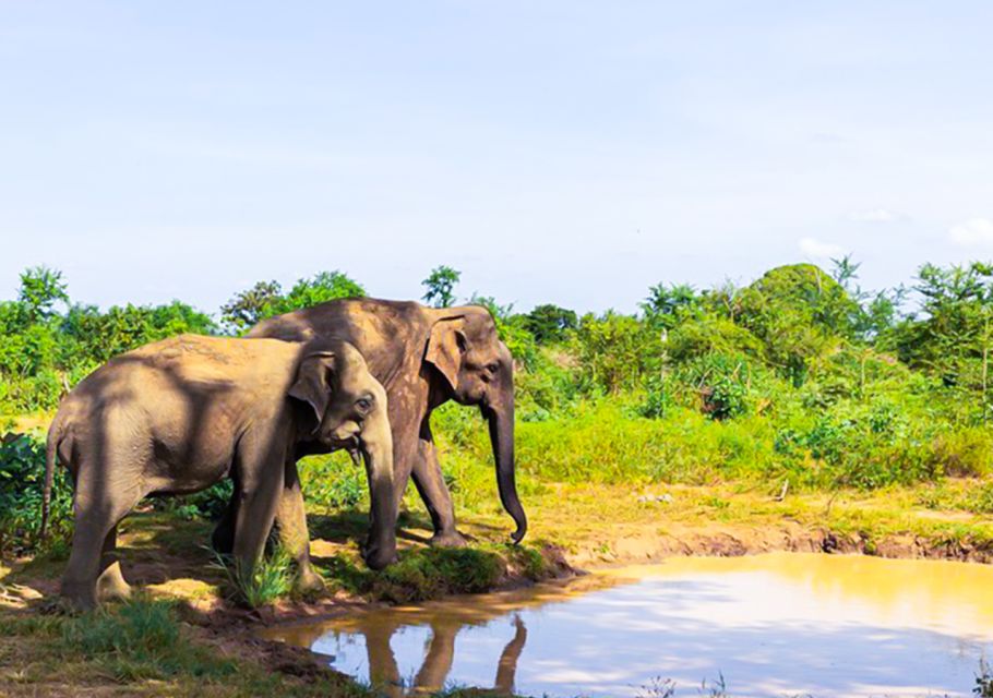 Udawalawe National Park Afternoon or Morning Safari - Wildlife Encounters