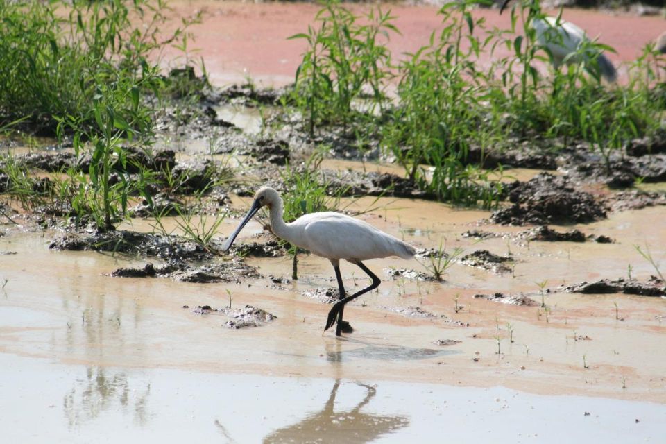 Udawalawe National Park: Private 4 Hours Safari Trip - Last Words