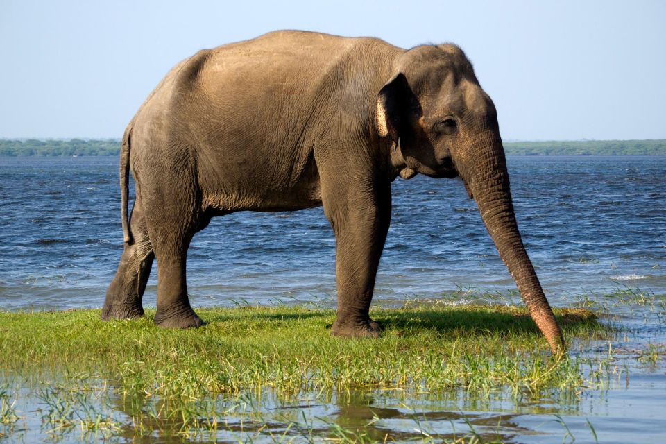 Udawalawe: National Park Safari & Elephant Transit Home Tour - Booking and Cancellation Policy