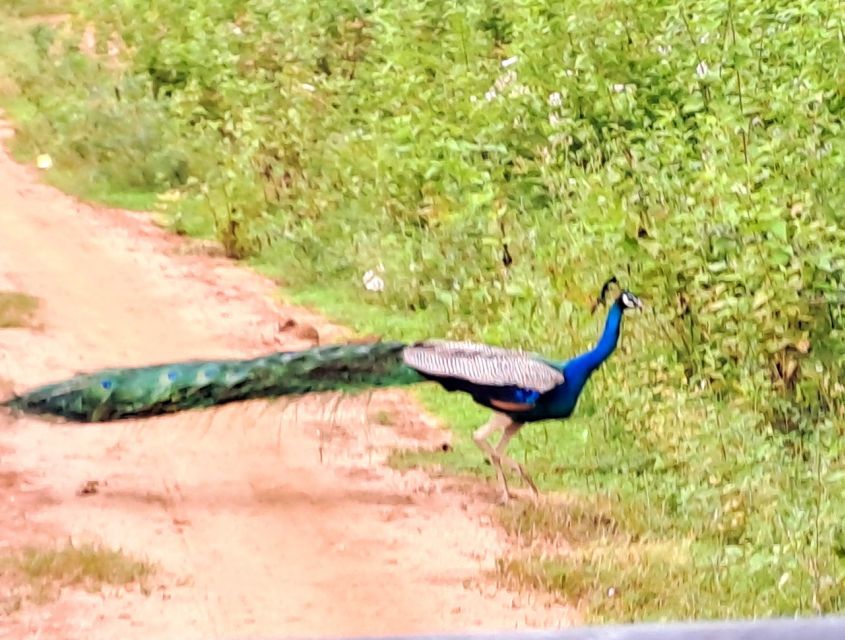 Udawalawe Safari Tour - Departure Information