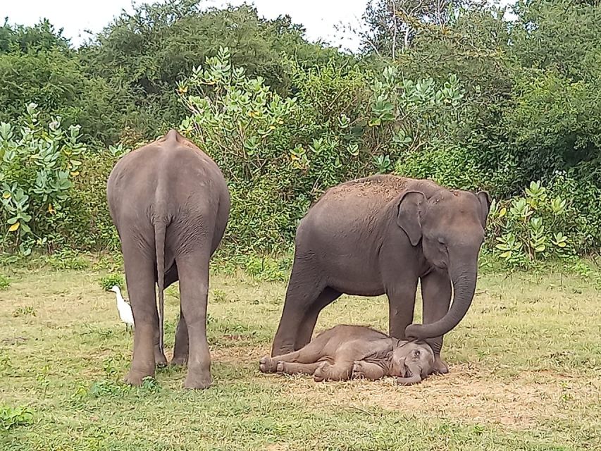 Udawalawe Wild Safari Tours 10 Hours Safari - Inclusions: Jeep, Driver, Lunch, Water