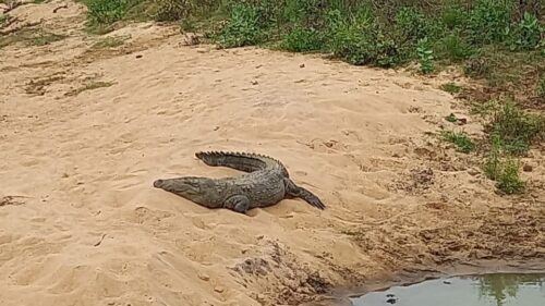 Udawalawe Wild Safari Tours 7 Hours All Inclusive - Last Words