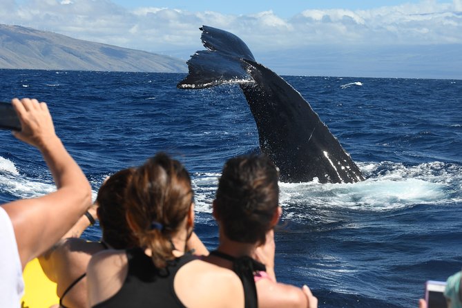 Ultimate 2 Hour Small Group Whale Watch Tour - Common questions