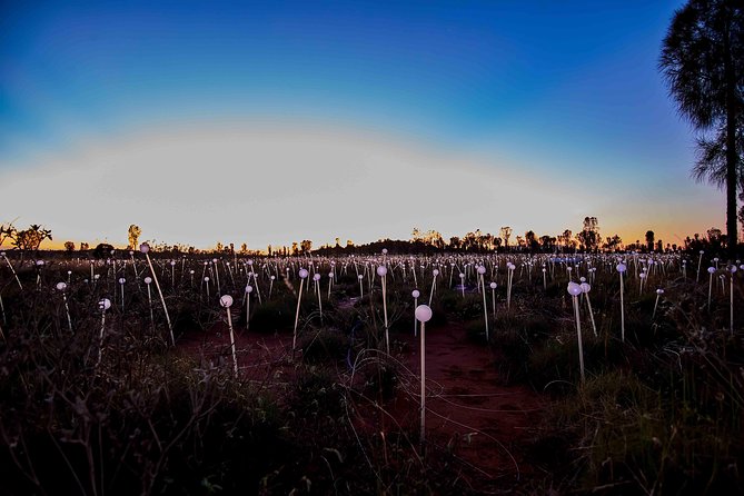 Uluru (Ayers Rock) Field of Light Sunrise Tour - Common questions