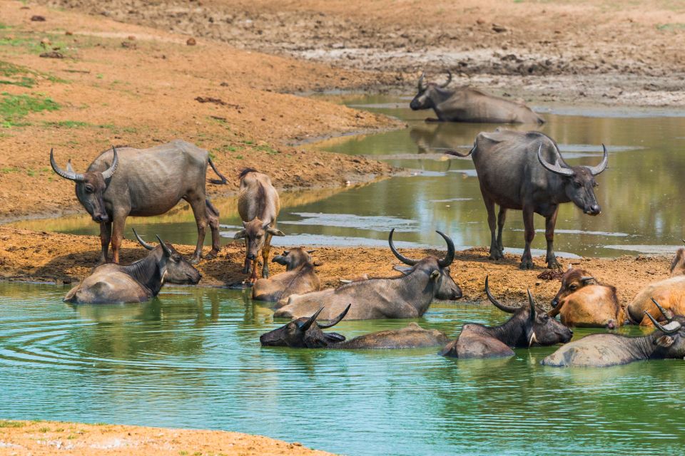 Uva Province: All-Inclusive Udawalawe National Park Safari - Safari Itinerary