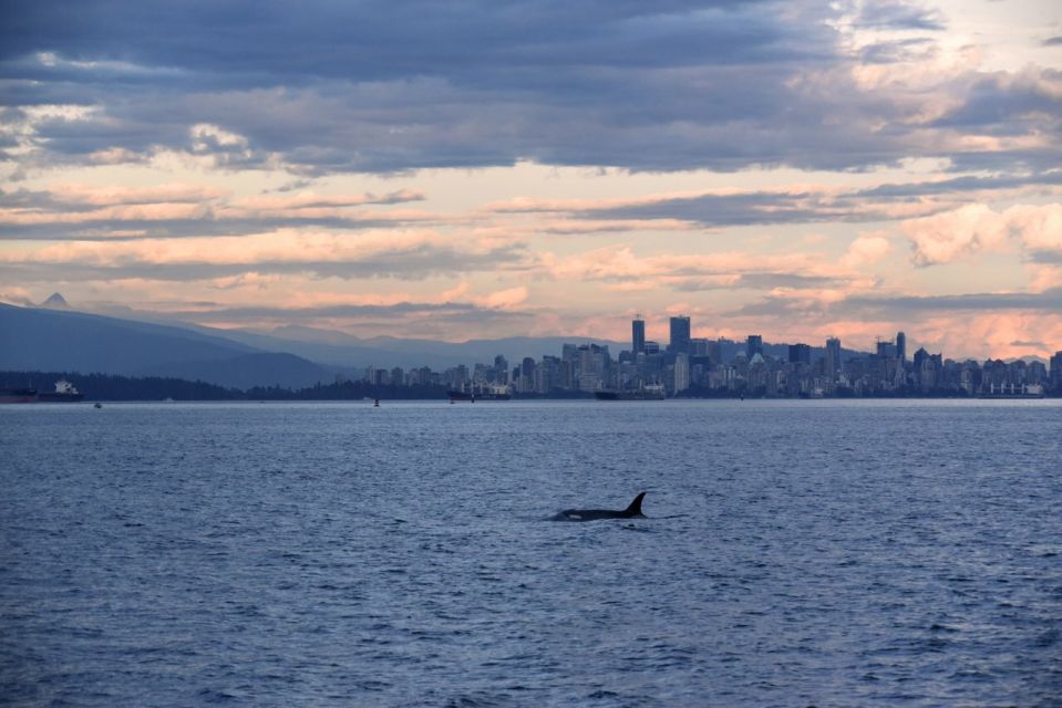 Vancouver, BC: Whale Watching Tour - Directions