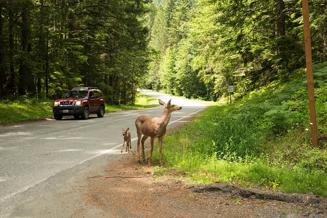 Viator Exclusive Tour- Olympic National Park Tour From Seattle - Tour Inclusions and Experiences