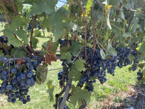 Virginia Wineries Tours: Experience Virginia Wineries - Best Time to Visit