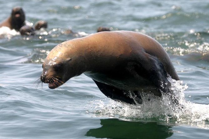 Visit the Sea Lions in Palomino Islands, in Lima Peru - Common questions