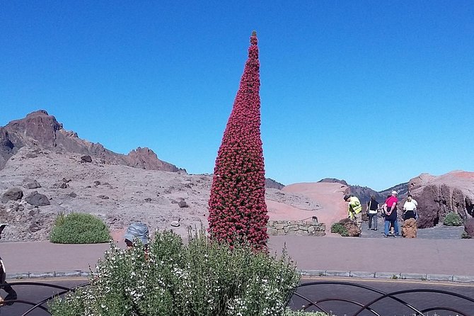 Volcano Teide - Masca Ravine. Guided Tour From Puerto De La Cruz - Tenerife - Last Words