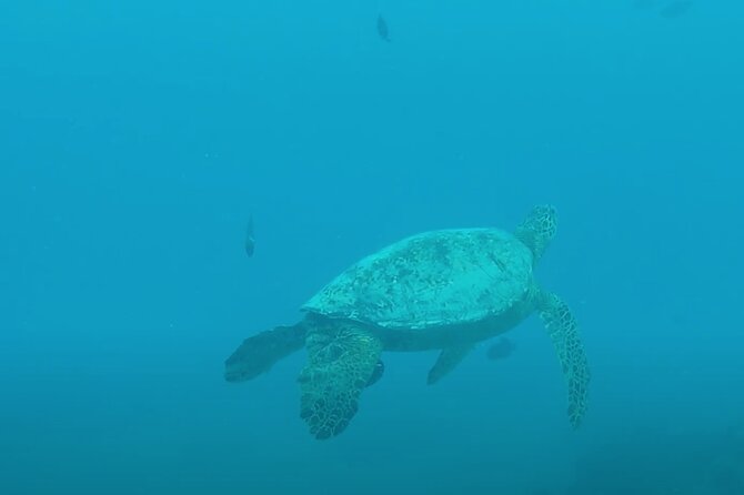 Waikiki Snorkel Tour - Last Words