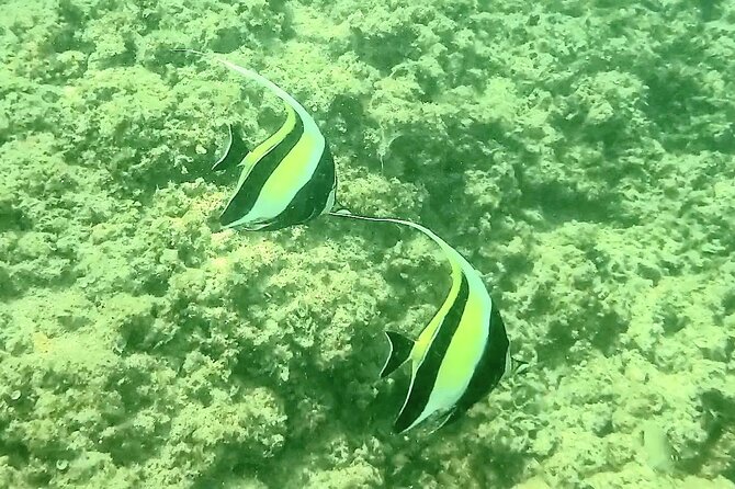 Waikiki Snorkeling. Free Pictures and Video! Shallow. Many Fish! - Safety Precautions