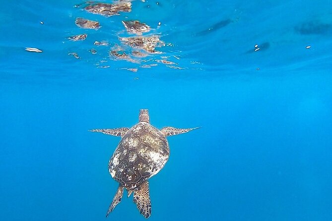 Waikiki Turtle Snorkel Adventure With Manakai Catamaran - The Wrap Up