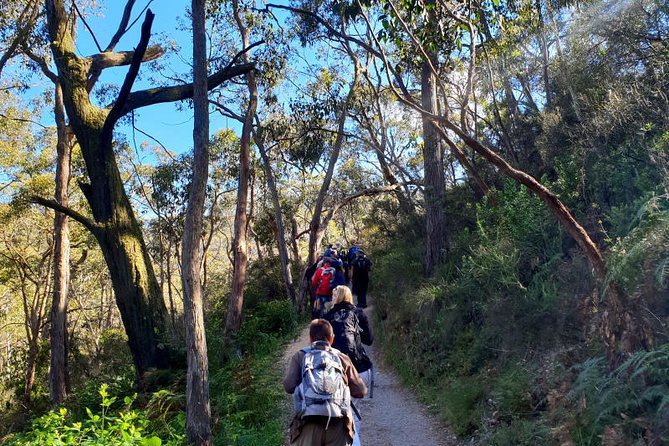 Waterfall Gully to Mt Lofty Guided Hike - Traveler Feedback and Reviews