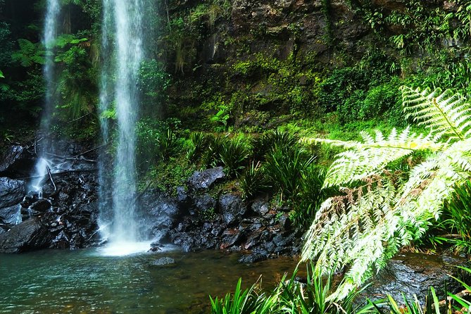 Waterfalls & Rainforest Tour: Surfers Paradise (Mar ) - Additional Information