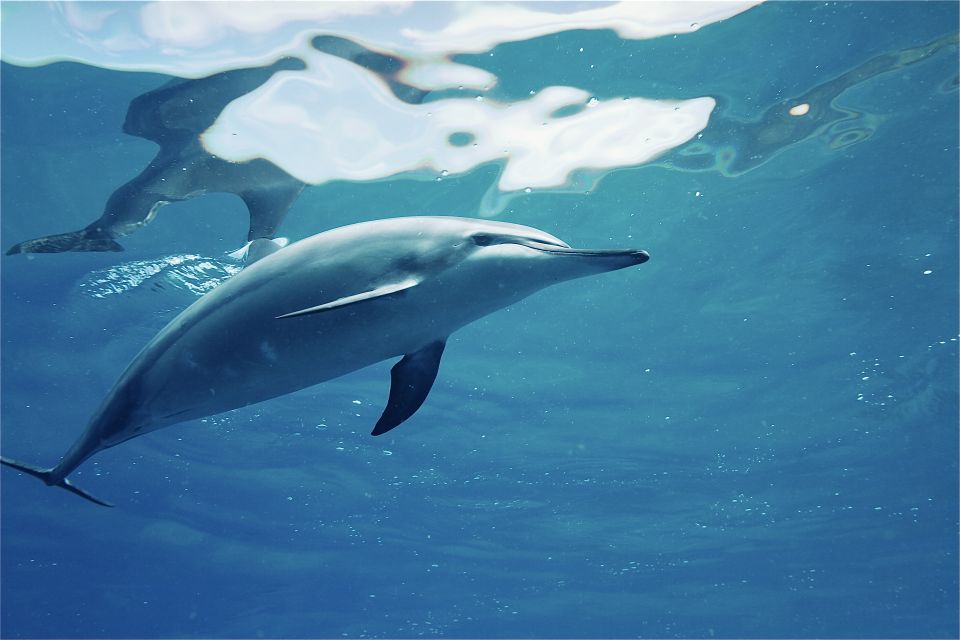 West O'ahu: Swim With Dolphins Catamaran Cruise - Last Words