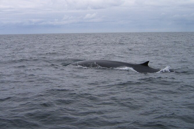 Whale & Dolphin Watching Tour - Last Words