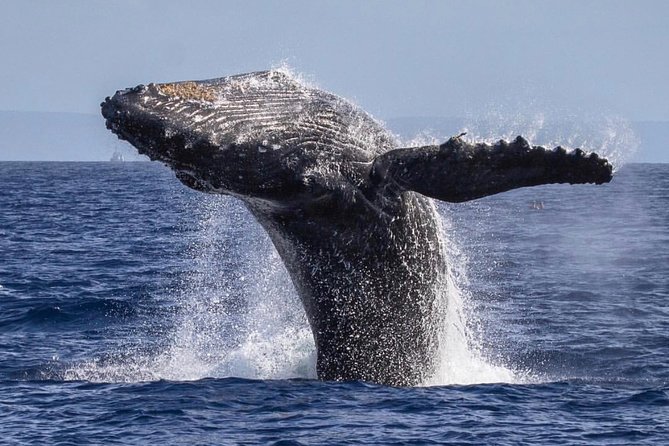 Whale Watching Cruise With Open Bar From Kaanapali Beach - Common questions