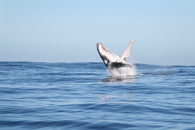 Whale Watching Gold Coast - Conservation Efforts for Whales