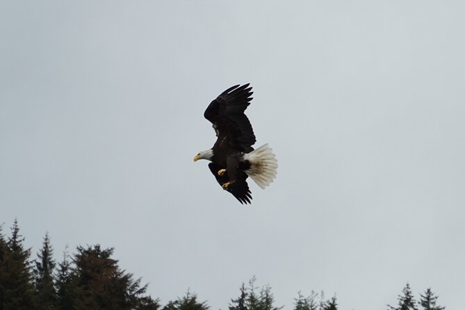 Whale-Watching, Icy Point, Hoonah , Whales, Orca, Killer-Whales. - Memorable Experiences