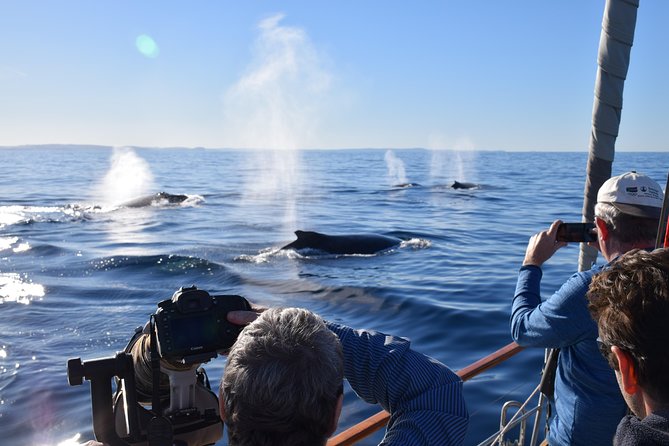 Whale Watching Sailing Experience in Sydney - Last Words