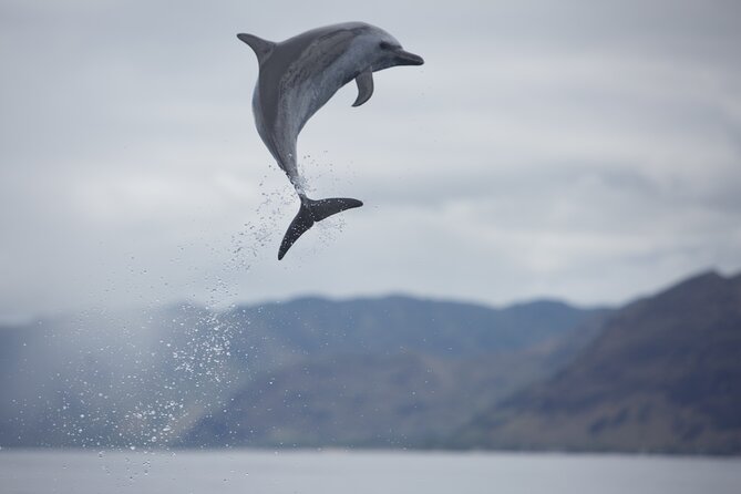 Wild Dolphin Watching and Snorkel Safari off West Coast of Oahu - Getting There and Meeting Point