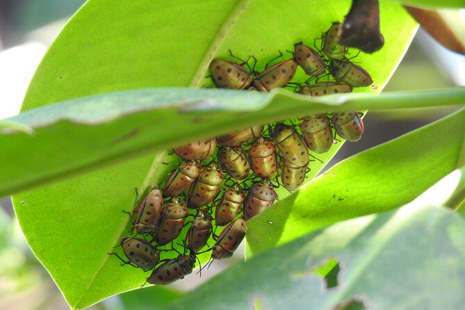 Wildlife at Sungei Buloh Wetland Reserve - Details of Guided Tours