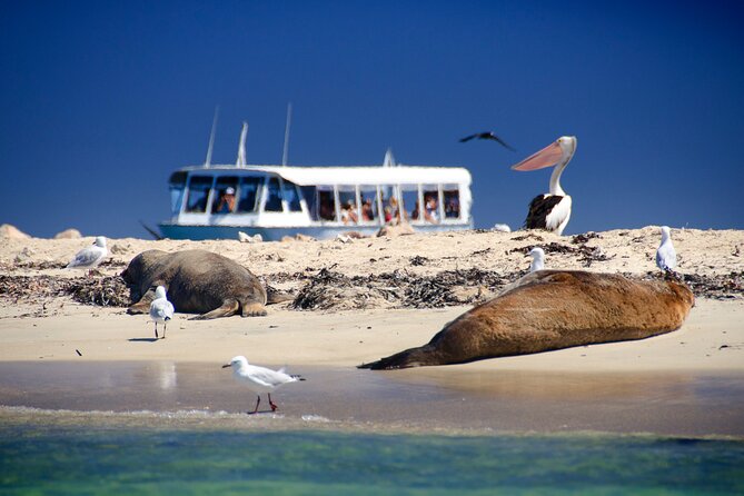 Wildlife Cruise of Shoalwater Islands With Penguin Feeding  - Perth - Last Words
