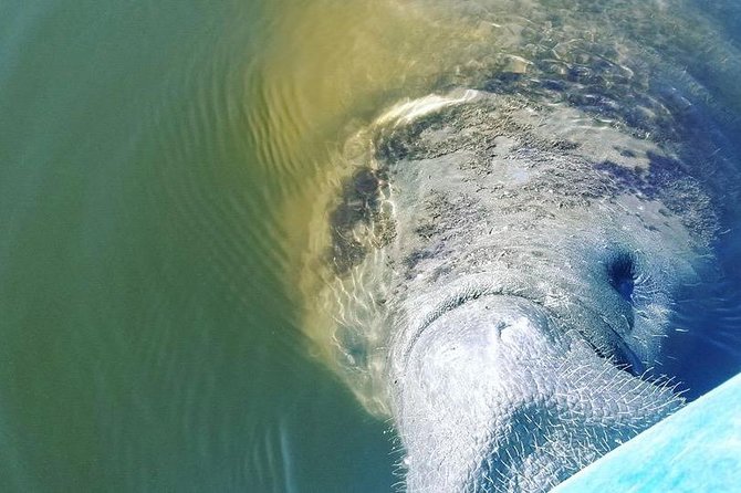 Wildlife Refuge Manatee, Dolphin & Mangrove Kayak or Paddleboarding Tour! - Traveler Photos and Assistance