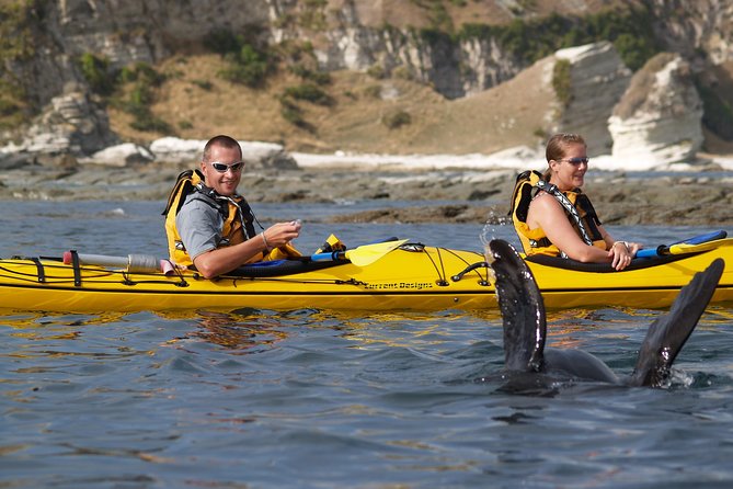 Wildlife Sea Kayaking Tour - Kaikoura - Weather Considerations