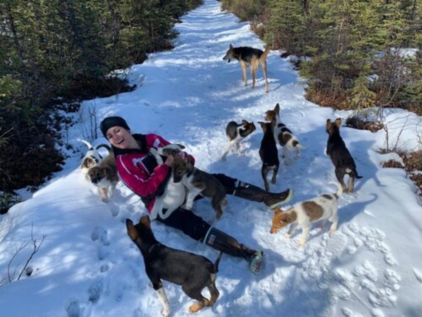 Willow: Traditional Alaskan Dog Sledding Ride - Insider Tips
